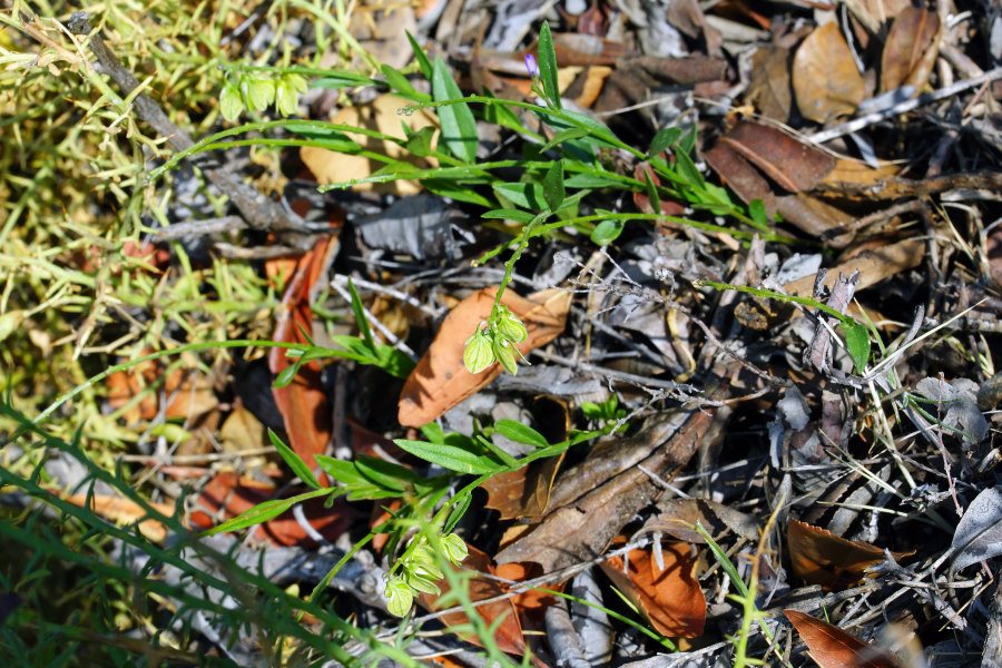 Polygala vulgaris / Poligala comune